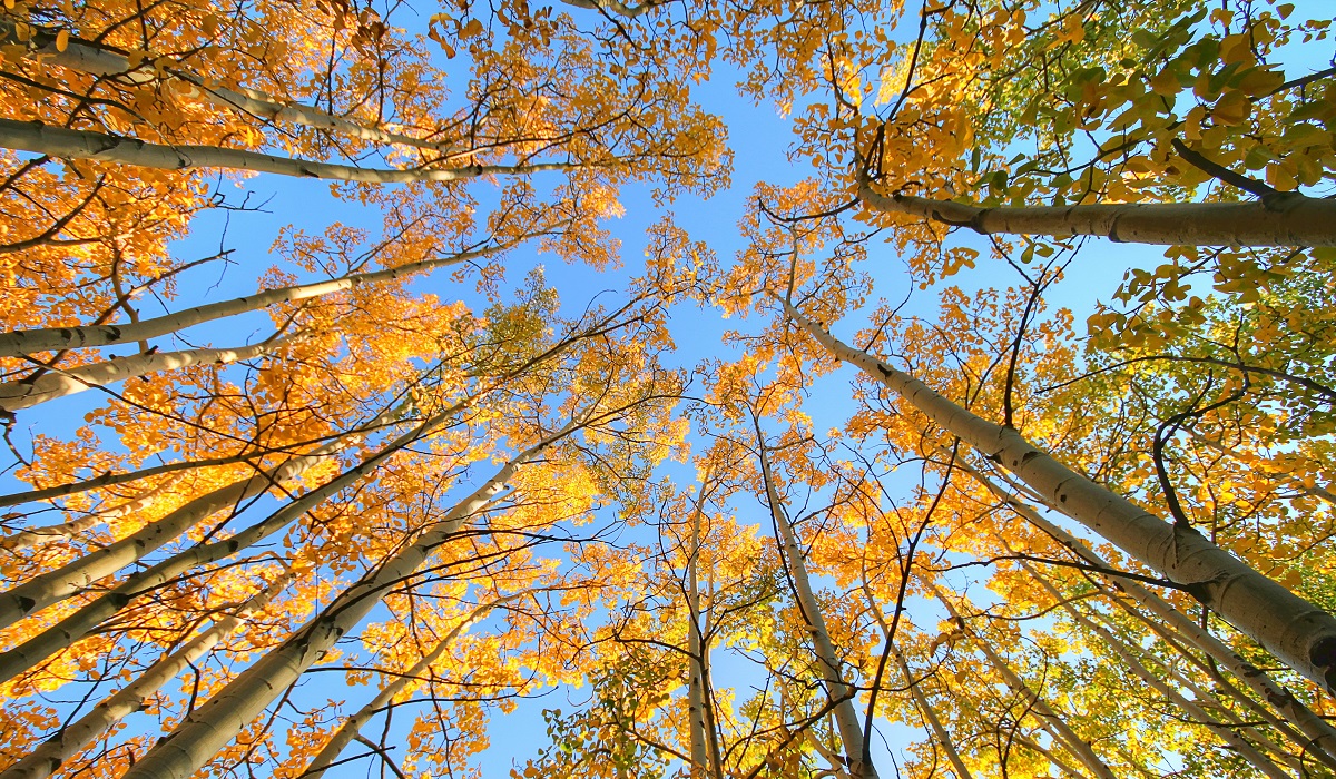 Image of fall foliage and blue skies.