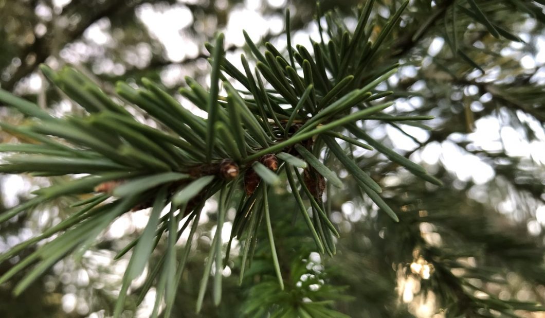 Pine branches