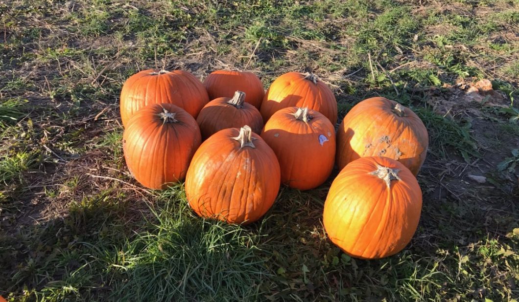 Fall pumpkins