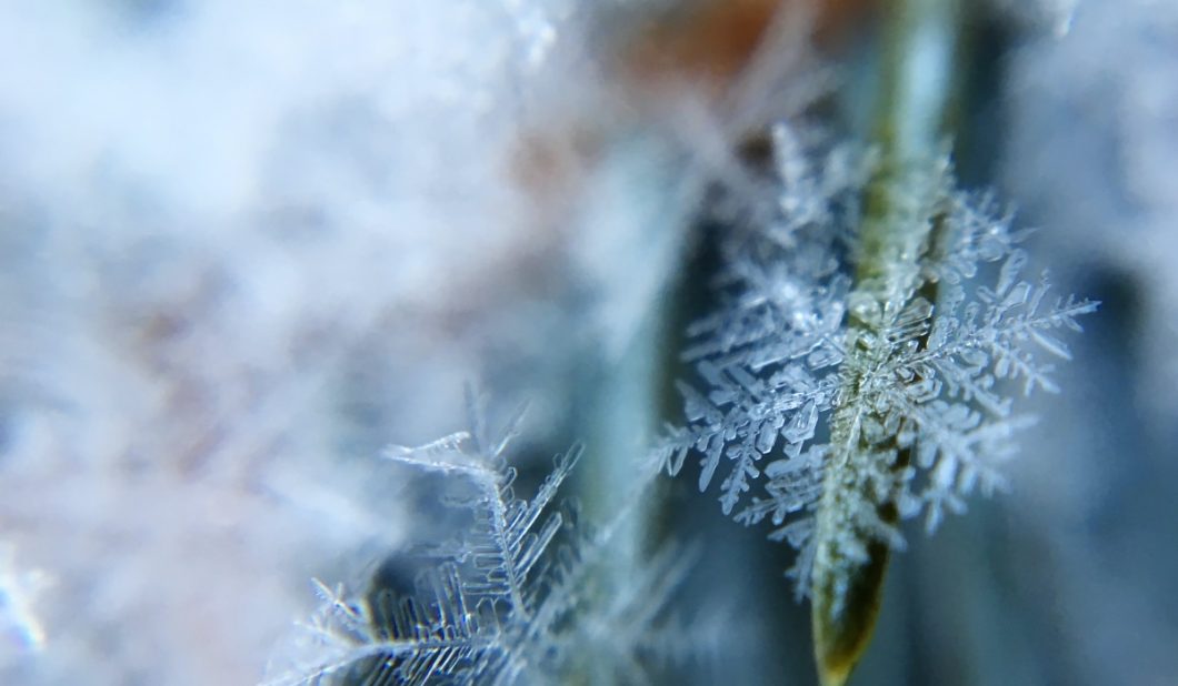 Image of snow on pine trees